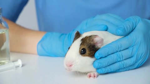 Picture of Veterinarian Gloves Calms Strokes Guinea Pig Stock Footage Video (100% ...