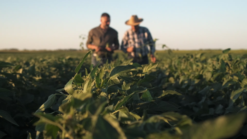 Two farmers in a field examining soy crop. Royalty-Free Stock Footage #1094928621