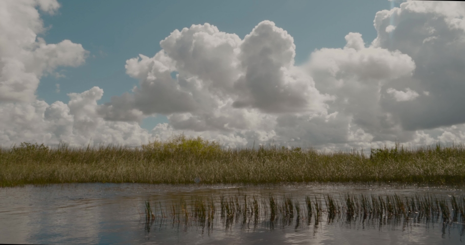 Florida swamps plants and environment at the Everglades National Park