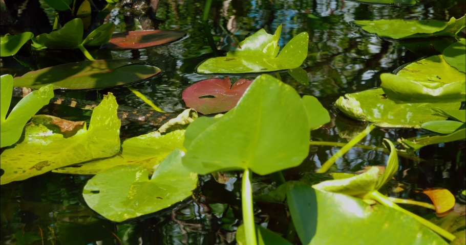 Baby alligator swimming in a swamp in Florida