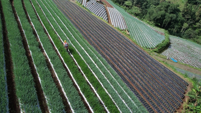 Farmer Working Plant Rice In Terrace Farm Land. Beauty of the terraces of the hills of Mount Sumbing