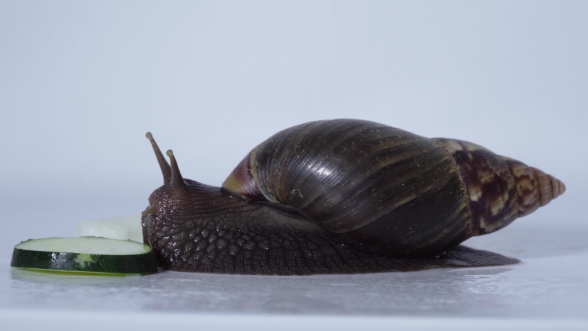 Big African Snail eating fresh vegetable | Shutterstock HD Video #1094935229