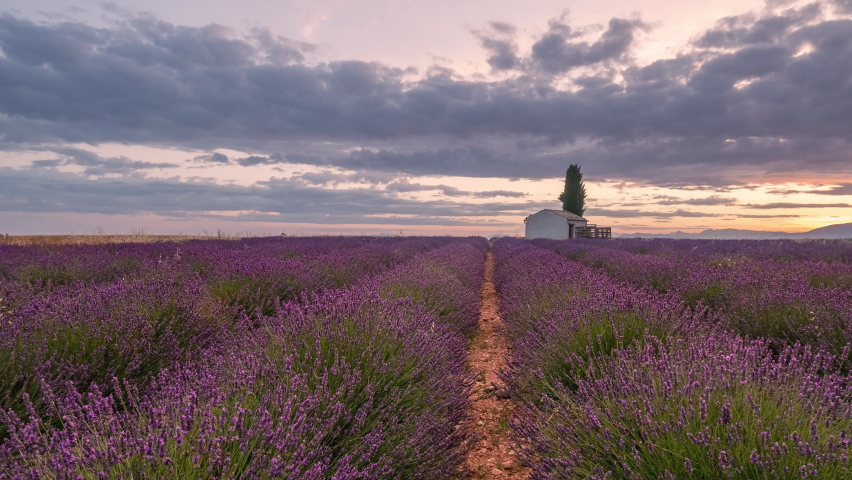 Timelapse of wind Moving Laverder field harvest. Moving clouds, cars and flying bees - amazing rural Nature ladscape backgrounds with small house from Provence, France