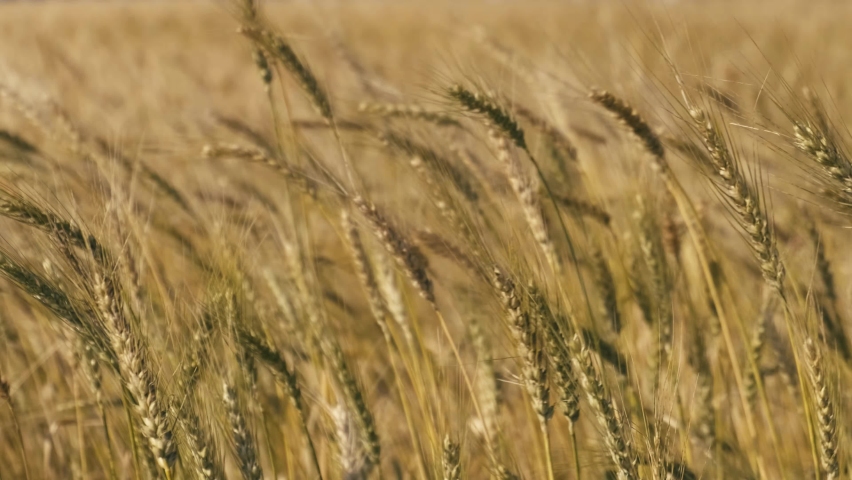 Super Slow motion shot of Wheat straws swaying on windy day, Cereal plantation concept | Shutterstock HD Video #1094939717