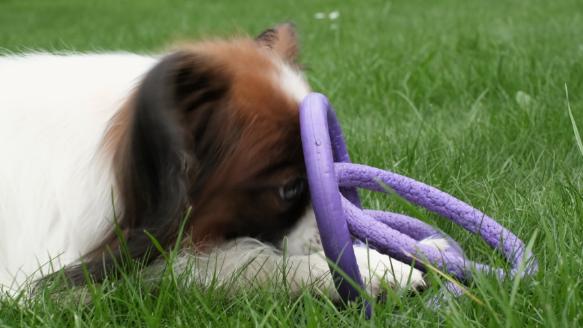 A purebred Happy Dog Papillon gnaw a toy ring on in teeth in the backyard. | Shutterstock HD Video #1094942613