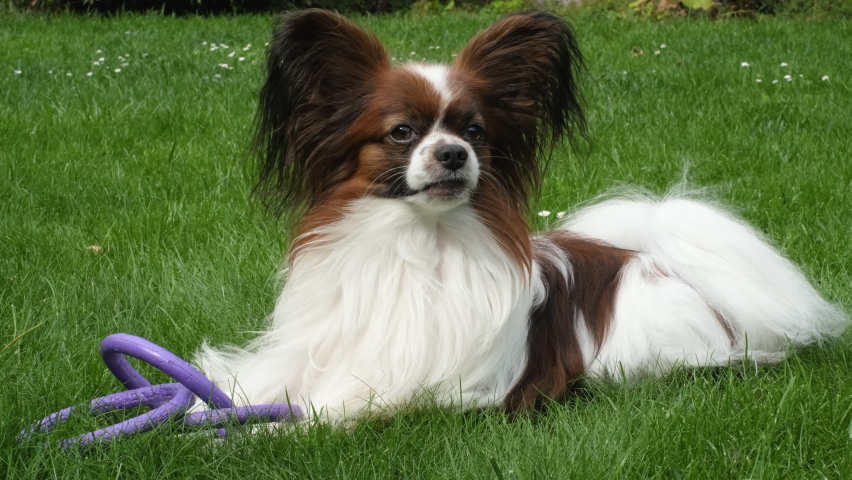 A purebred Happy Dog Papillon with a toy ring in the backyard. | Shutterstock HD Video #1094942617
