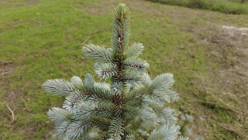 Blue spruce.a small fir tree on the lawn. tree with needles. fir branches. Blue spruce tree with little spring cones. video 4k. tree video. | Shutterstock HD Video #1094944803