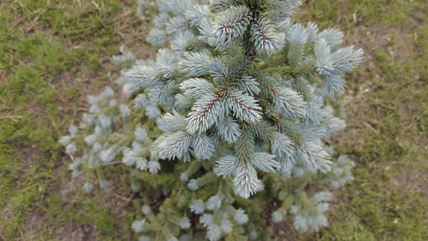Blue spruce.a small fir tree on the lawn. tree with needles. fir branches. Blue spruce tree with little spring cones. video 4k. tree video. | Shutterstock HD Video #1094944807