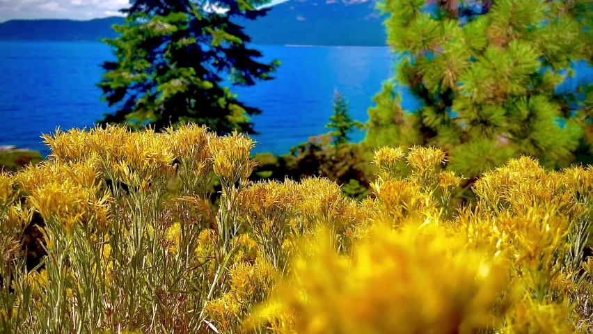 Wild flowers at Lake Tahoe, Nevada