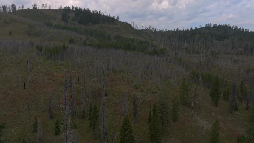 Burnt forest and trees in a Yellowstone National Park in Wyoming, USA.