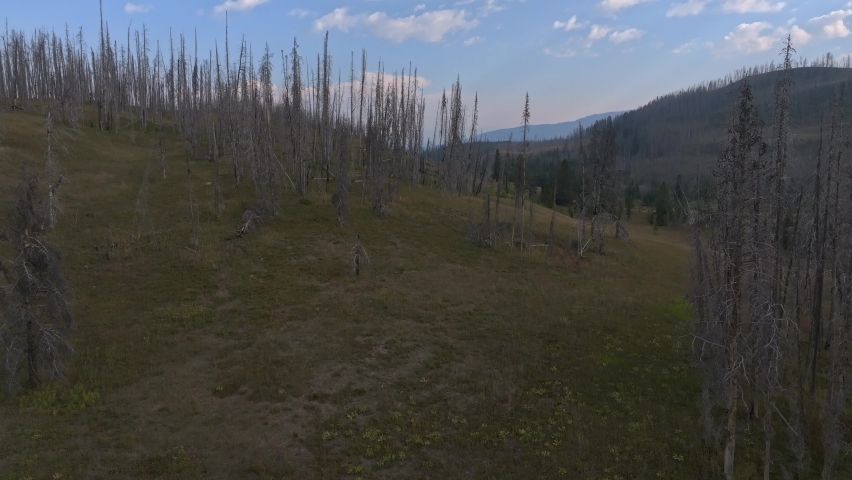Burnt forest and trees in a Yellowstone National Park in Wyoming, USA.