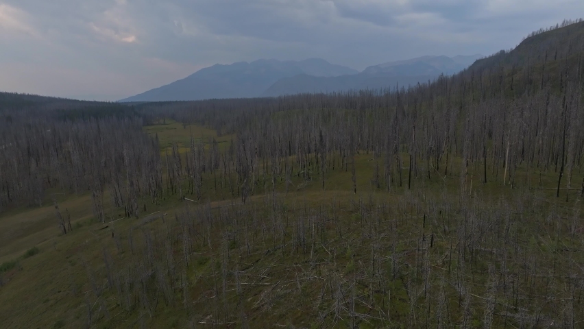 Burnt forest and trees in a Yellowstone National Park in Wyoming, USA.