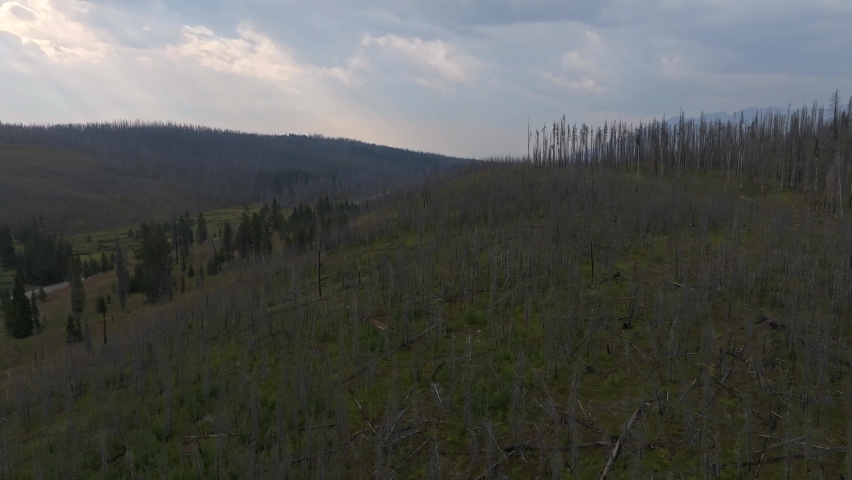 Burnt forest and trees in a Yellowstone National Park in Wyoming, USA.