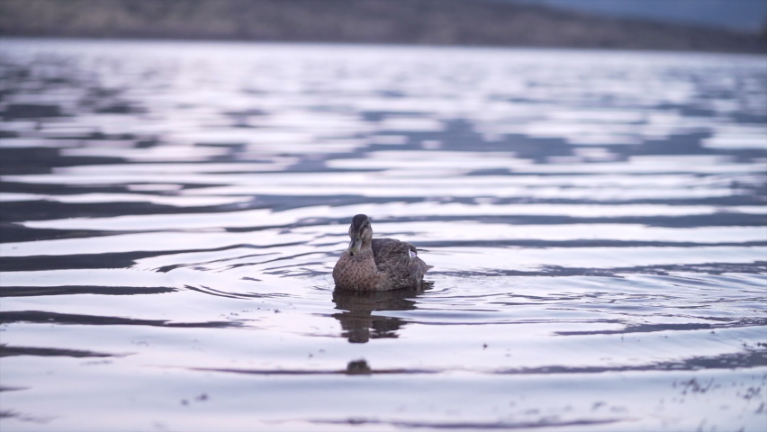 duck swimming and looking for food in lake matheson