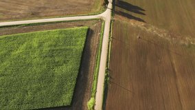 Aerial drone shot of empty dirt road near corn field. 4K videos. tree shadow.
