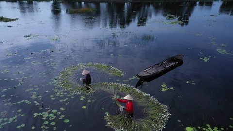 Women working to harvest water lilies working waste deep in water in traditional clothes in the Mekong Delta, Vietnam taken from aerial orbit view. The flowers and old boat are beautifully arranged. 스톡 비디오