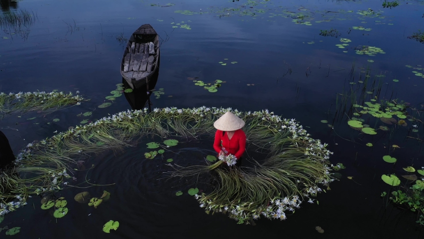 Women working to harvest water lilies working waste deep in water in traditional clothes in the Mekong Delta, Vietnam taken from aerial view. The flowers and old wooden boat are beautifully arranged. Royalty-Free Stock Footage #1094958329