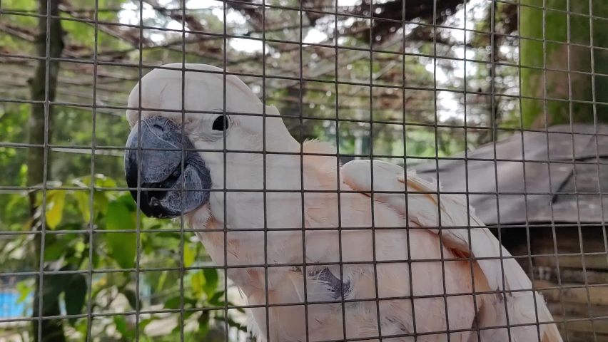 A beautiful Pink and white Cockatoo in the zoo habitat. white parrot, cockatoo bird. | Shutterstock HD Video #1094958499