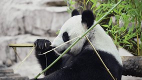 Cute happy funny giant panda eating bamboo. Funny panda bear sitting in an have breakfast. Amazing wild animal morning sun rays. 8k video Shot on high quality Nikon z9 camera