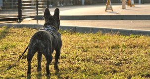 Rear view of Brindle French bulldog waiting for the owner at tollway service area in the morning