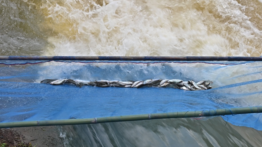 Fish jumping into fish trap while the dam is releasing water for prevent flooding. Fish trap is a device used to catch fish. | Shutterstock HD Video #1094968589