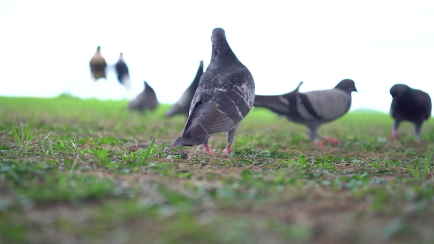 Pigeons foraging in the park