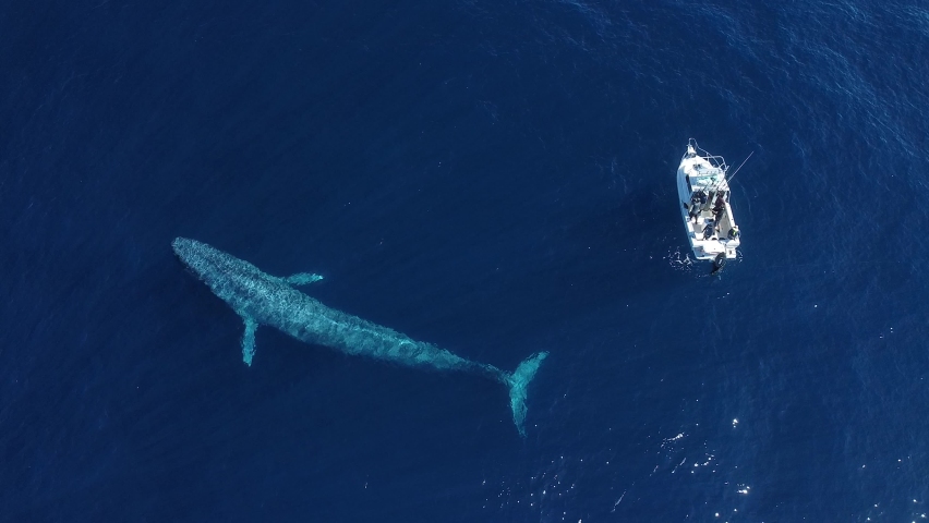 Giant Blue Whale Hangs Out Next To Boat Royalty-Free Stock Footage #1094975381
