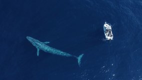 Giant Blue Whale Hangs Out Next To Boat