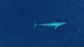 Giant Blue Whale Surfaces San Diego