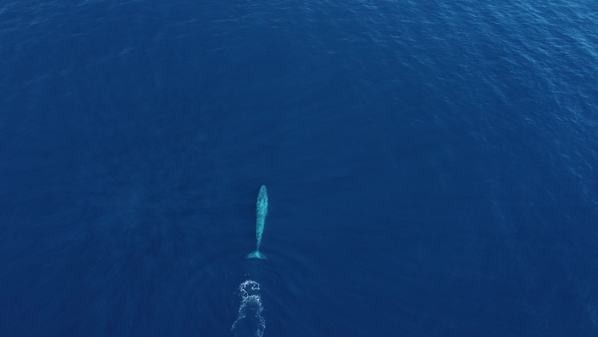 Giant Blue Whale Cruising On The Surface
 | Shutterstock HD Video #1094976363