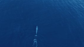 Giant Blue Whale Cruising On The Surface
