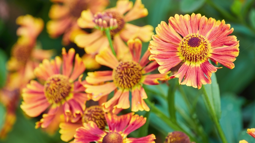 Helenium autumnale is North American species of flowering plants in family Asteraceae. It is common sneezeweed and large-flowered sneezeweed. | Shutterstock HD Video #1094981383