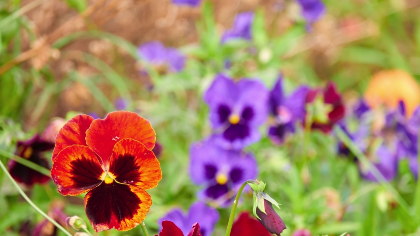 Garden pansy (Viola wittrockiana) is type of large-flowered hybrid plant cultivated as garden flower. It is derived by hybridization from several species in section Melanium of genus Viola. | Shutterstock HD Video #1094981393