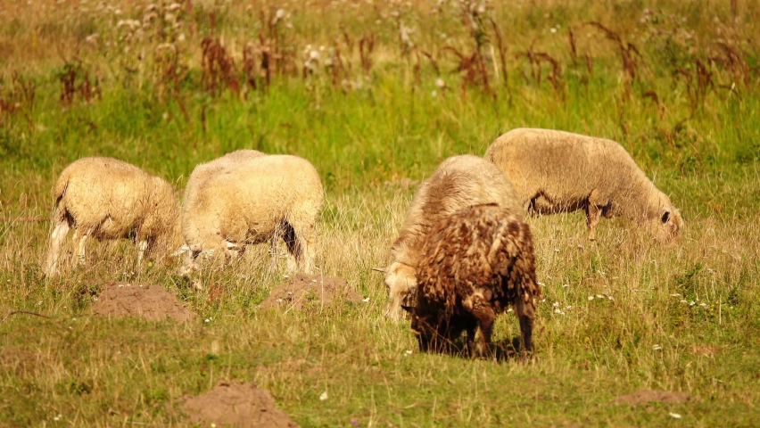 Large sheep graze in sunny summer meadow. | Shutterstock HD Video #1094981491