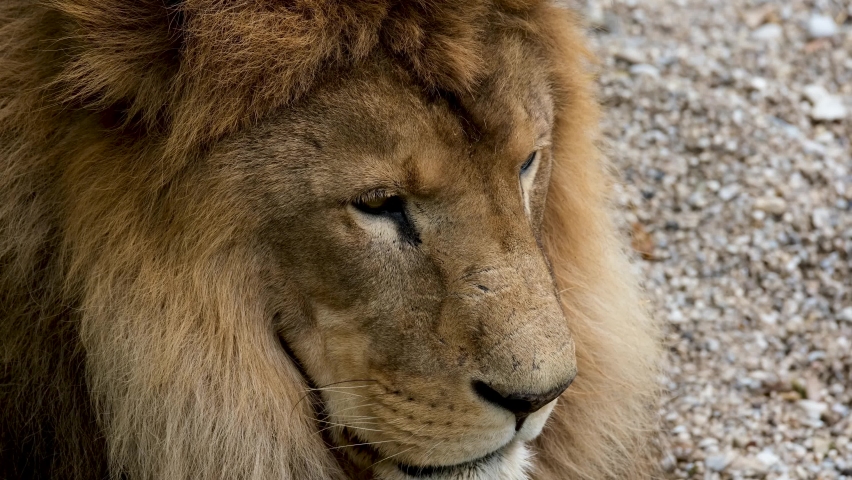 The lion is a large cat of the genus Panthera native to Africa and India. It has a muscular, broad-chested body, short, rounded head, round ears, and a hairy tuft at the end of its tail.  | Shutterstock HD Video #1094981993