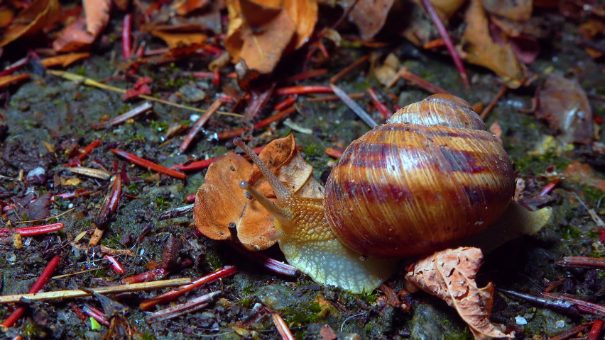 A large snail crawls at night after rain in search of food. | Shutterstock HD Video #1094982137
