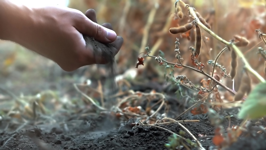 Man Hand Touching Dry Ground.Man Hands Holding Soil. Farmer Planting Soybean. Cultivated Soy. Examining Soil Agricultural. Gardening Dry Soil Fertilizer. Touching Farm Ground. Autumn Agriculture Plant Royalty-Free Stock Footage #1094982675
