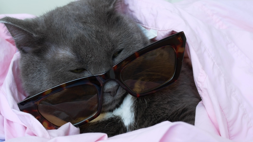 A glamorous gray cat in sunglasses and a pink shirt lies on the bed and looks into the frame. A glamorous cat dressed in a human costume looks surreal, as if imitating people. Funny cat. | Shutterstock HD Video #1094983179