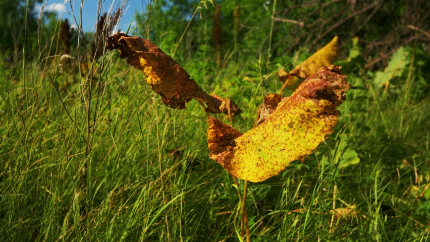 Yellowed burdock leaves among green grass, yellow burdock in the rays of the sun, large yellow burdock, meadow with colorful grass | Shutterstock HD Video #1094986999