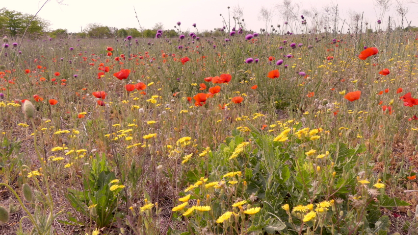 Flowering Ukrainian wild steppe. Wild poppies, chamomile, thistle and others bloom. Royalty-Free Stock Footage #1094987347