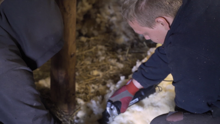 Shearer and 2 other farmers shear a sheep in long blows with electric handpiece | Shutterstock HD Video #1094991999