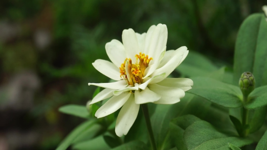 White Flower In Green beautiful garden