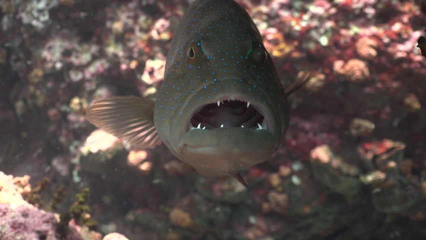 A coral trout opened his mouth so the cleaning shrimp could clean inside Royalty-Free Stock Footage #1094995445