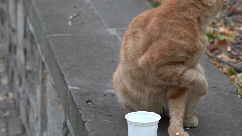 Beautiful red cat eats sour cream from jar, funny cat, smart smart cat learned to eat sour cream from jar with his paw, selective focus. | Shutterstock HD Video #1094996547