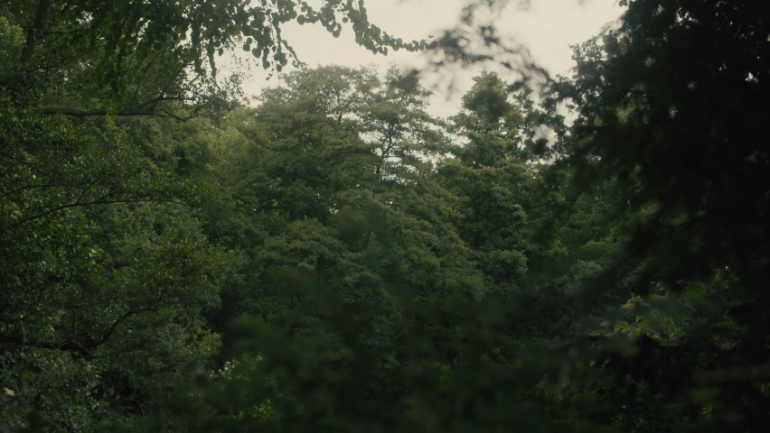 Thick and dense vegetation in a deciduous forest park in Berlin, Germany. Handheld sideways dolly with leaves on foreground in 4K slow motion.