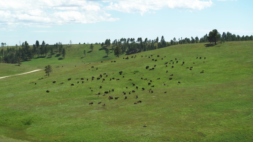 Dramatic aerial view of free-ranging bison herd at Custer State Park, South Dakota