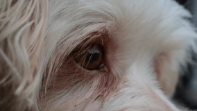 close-up, face, eyes, cute white fur dog