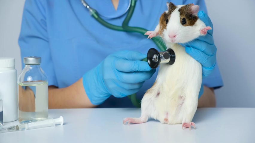 The veterinarian examines the heart and lungs of a guinea pig with a stethoscope. Royalty-Free Stock Footage #1095000981