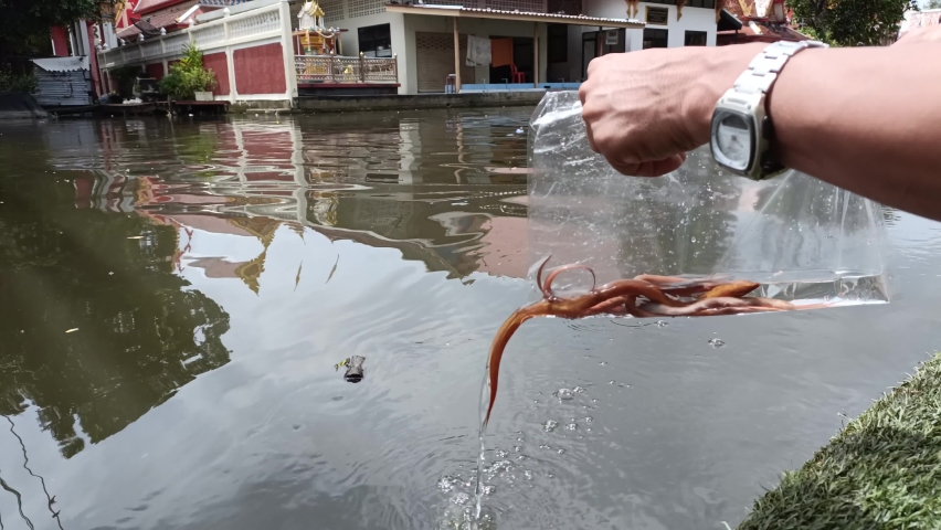 Make merit by releasing eels into the water
 | Shutterstock HD Video #1095003843