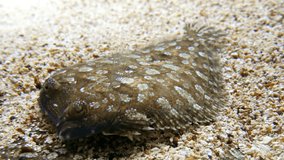 A close-up of a flounder swimming above other flounders hiding under a layer of sand on the seabed. Close-up view.